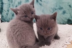 Russisch Blau Kitten, Russisch Blau Katzen